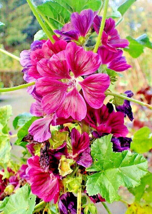 Red Malva Sylvestris Var Mauritiana Rosea Seeds - 50 Pack - Mauritian Mallow Tree Mallow