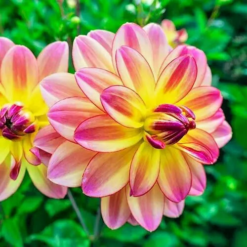 Dahlia Plant Bulb Tuber 1 Live Pink Yellow Variegated Pacific Ocean 32-36" Full Sun Deer Resistant Cut Flower
