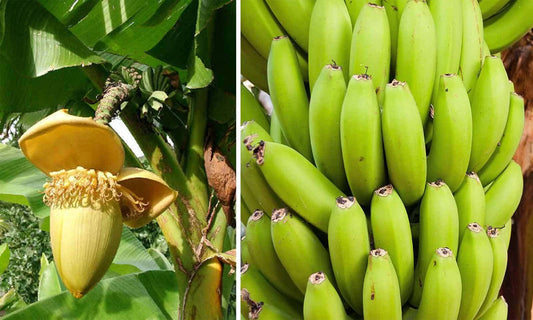 Cold Hardy Banana Tree Starter Plant - Musa basjoo - Small Rooted Live Plant, 3-12 Inches Tall