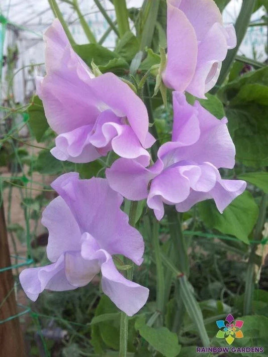 Misty Mountain Sweet Pea Seeds - 50+ Pack for Garden Planting - Lathyrus odoratus - USA Grown
