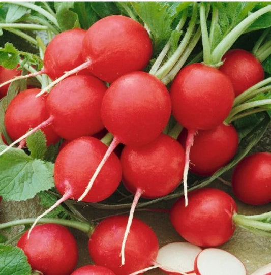 Radish Seeds - 250 Heirloom Cherry Belle Non-GMO Root Vegetable - Raphanus sativus