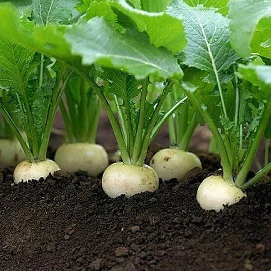 White Egg Turnip Seeds, Heirloom NON-GMO, Variety Size Packets, Brassica rapa subsp. rapa, Free Shipping