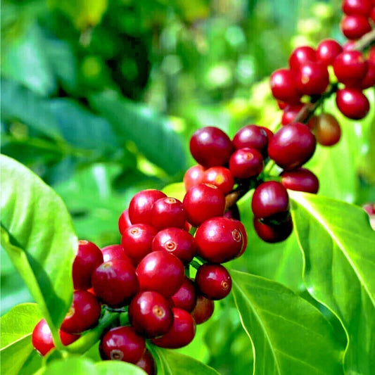 Coffea arabica Seeds - 20 Rare Tropical Exotic Coffee Bean Indoor House Plant