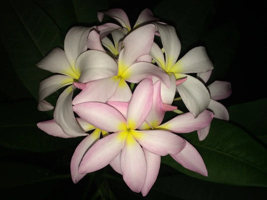 Slaughter Pink Plumeria Cutting - 9" to 12" Fresh Plant Propagation - Frangipani Cutting for Gardening