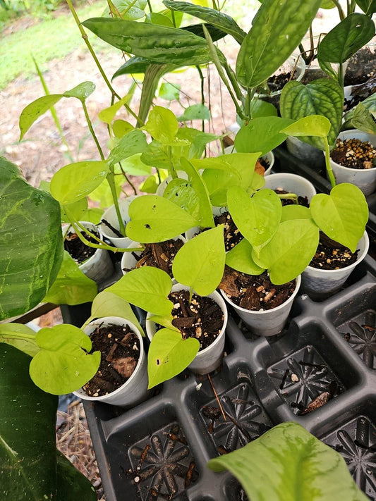 Rooted Neon Pothos Plant - 2.5" Pot - Epipremnum aureum - Indoor Houseplant, Live Greenery, Easy Care