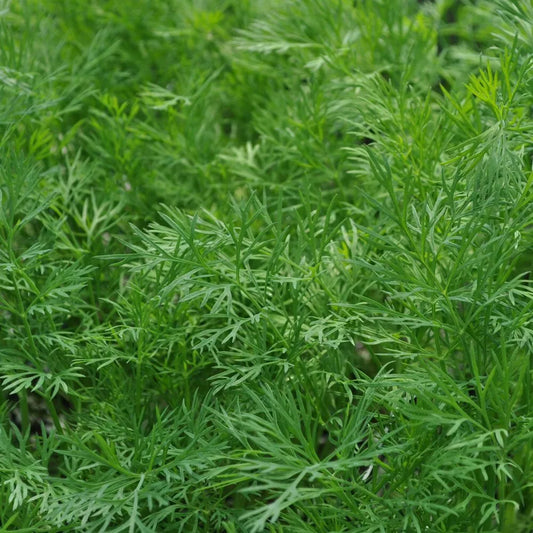 Dukat Dill Plant, Heirloom NON-GMO, Leafy Foliage, Anethum graveolens, Fresh Herb Seedling, Garden Herb
