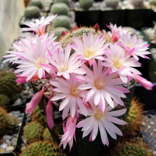 Rebutia Narvaecensis Cactus Plant | Real Live Succulent | Small Size | Ideal for Indoor Gardening