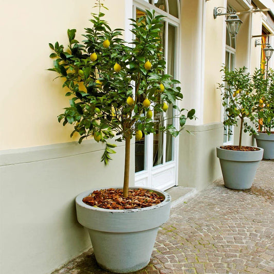 Meyer Lemon Tree - Live Citrus Plant 8-14" Tall in 10" Pot - Citrus limon