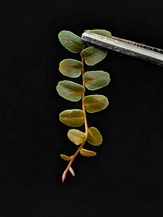 Marcgravia sp Mini Limón Cutting - 10 Leaves - Terrarium Plant - Ideal for Indoor Gardens and Plant Collectors