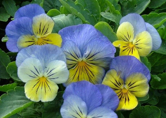 Pansy Seeds 50 Count Ultima Morpho Seeds Viola tricolor var. hortensis