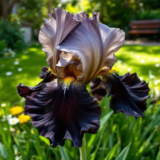 Rare Black & Bronze Iris Seeds - 35 Count - Dual-Tone Blooms for Gardens - Iris germanica