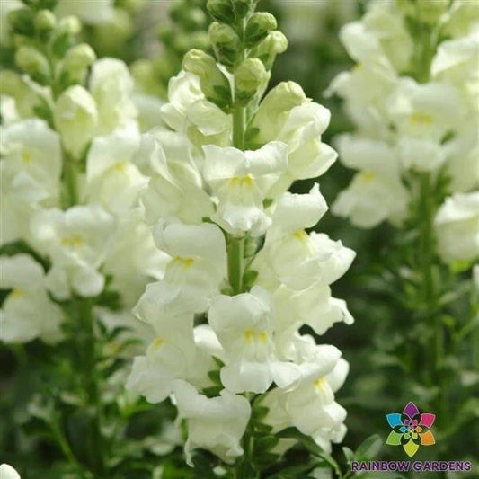 Snapdragon Seeds - 1000+ Maryland Ivory Variety - Antirrhinum majus - Ideal for Garden Planting - USA