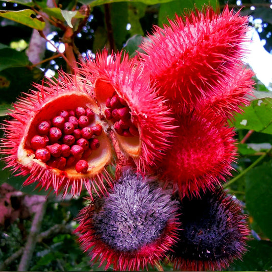 Annatto Dye Plant Seeds - 50 Tropical Pink Flower Seeds - Bixa orellana Lipstick Tree