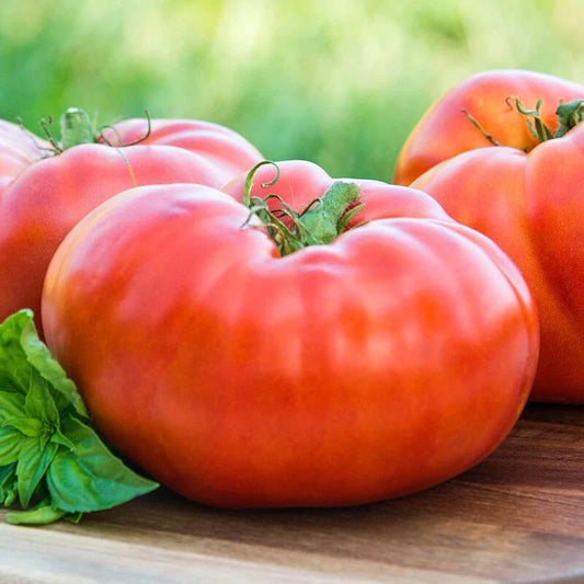 Red Brandywine Tomato Seeds 50 Ct | Heirloom Non-GMO Vegetable | Lycopersicon lycopersicum | USA Free Shipping