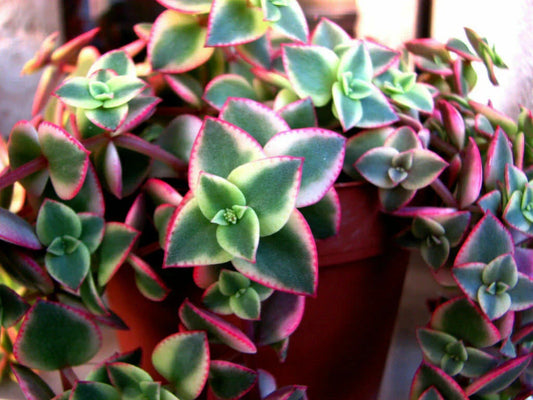3 Cuttings Crassula pellucida subsp. marginalis 'Variegata' Calico Kitten Succulent Plant