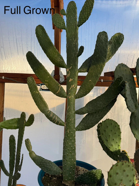 Sour Prickly Pear Cactus Starts - Consolea Rubescens - Fast Growing Rooted Plant - Ideal for Cactus Lovers
