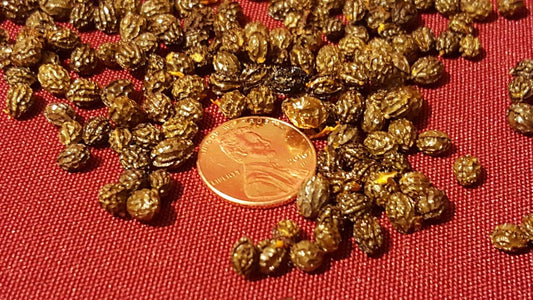 Papaya Fruit Tree Seeds - 100 to 1000 Seeds - Carica papaya - Tropical Gardening, Home Grow, Organic Seeds