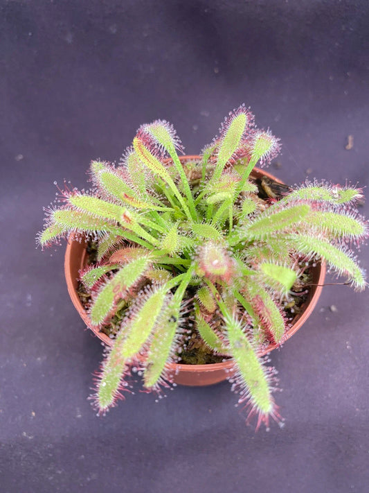 Drosera capensis 'Mini Red' | 2.5" Pot | Rooted Carnivorous Plant | Unique Red Variety