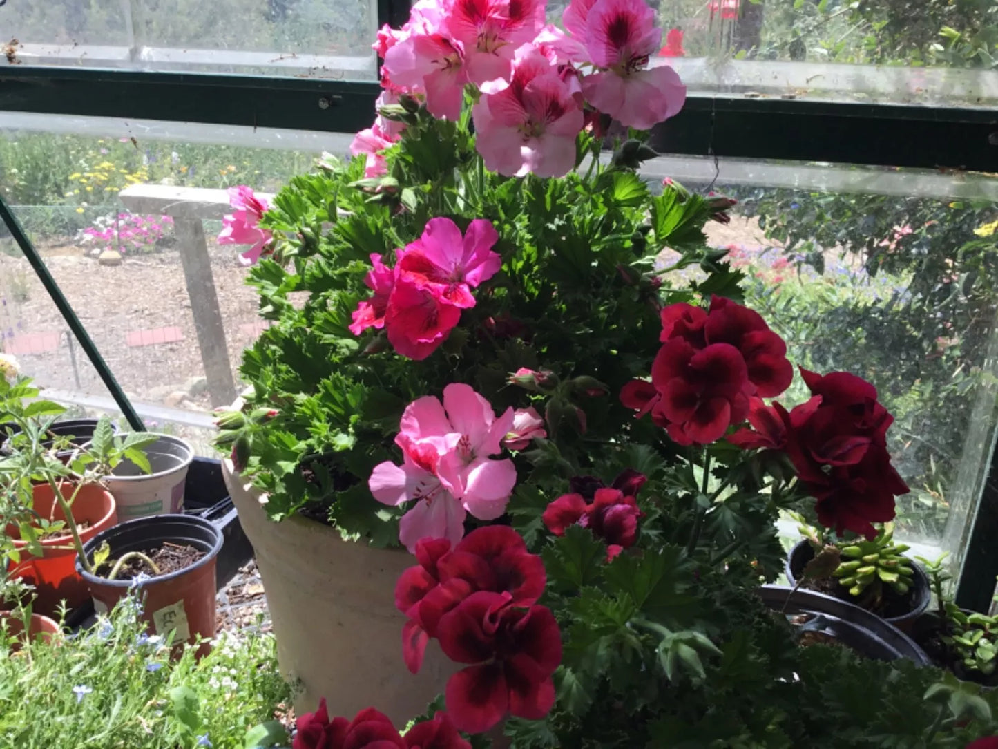 Martha Washington Geranium Cuttings - 4 Pelargonium Mix Rooting Cuttings for Garden or Indoor Use