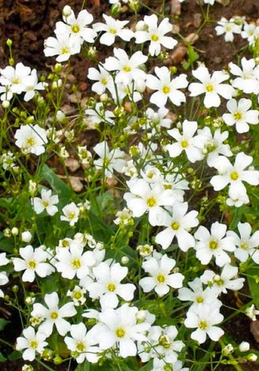 Baby's Breath Seeds - 500+ Seeds - Gypsophila paniculata - Perfect for Gardens & Bouquets