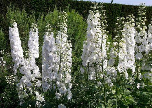 White King Larkspur Seeds - Pre-Stratified, Delphinium consolida, 30 Seeds, Free Shipping