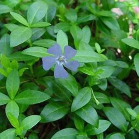 Vinca Minor Plants - Bare-root Ground Cover - Periwinkle - Vinca minor