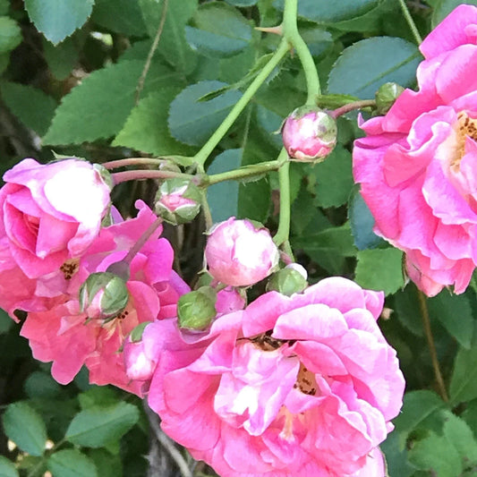 Pink Seven Sisters Heirloom Climbing Rose Bare Root Live Plants 8-12" - Rosa 'Seven Sisters'