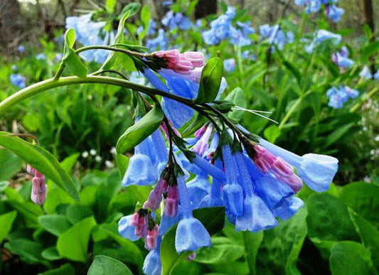 Virginia Bluebell Roots - 15 Fresh Perennial Flowers - Mertensia virginica - No Shipping to AK, HI, PR