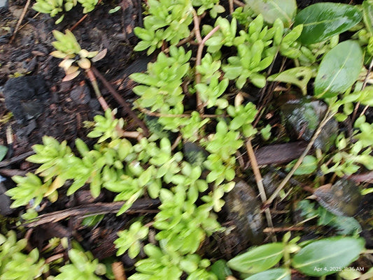 Creeping Sedum Groundcover - 50 Perennial Cutting Plants, Varieties 1" to 3" - Sedum spp.