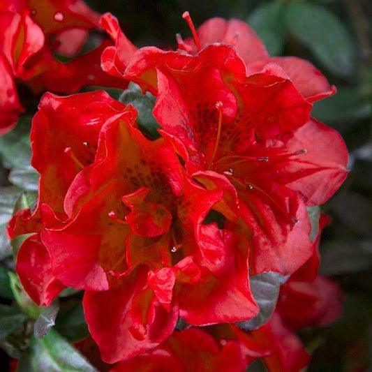 Encore Autumn Fire Azalea Starter Plant, Well Rooted, Deepest Red, Rhododendron 'Autumn Fire'