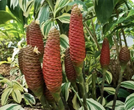 Shampoo Ginger Roots 1 Lb Pinecone Zingiber Zerumbet for Planting - Tropical Perennial Rhizomes