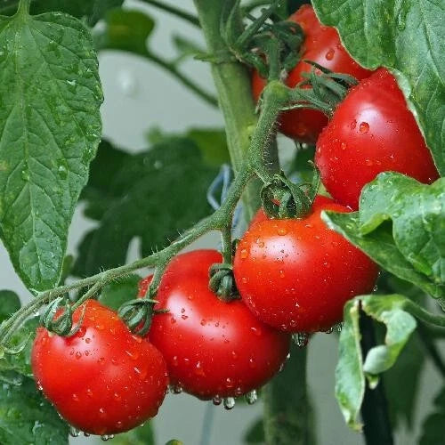 Ace 55 Tomato Seeds - Heirloom, Non-GMO, Fresh - 120+ Seeds - Solanum lycopersicum