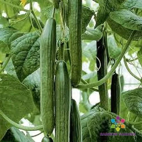Tyria Cucumber 25 Seeds - Heirloom Variety - Cucumis sativus - USA Grown