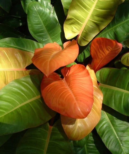 Philodendron Prince of Orange Live Plant 3" Pot, Tropical Indoor Outdoor Foliage, Philodendron 'Prince of Orange'