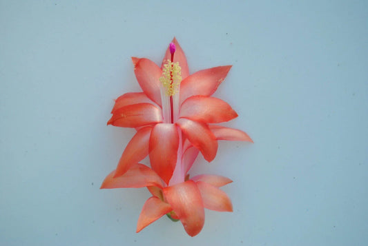 Christmas Cactus Starter Plant - Leonardo Da Vinci - Schlumbergera Truncata - Healthy Well-Rooted Small Plant