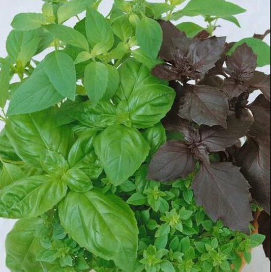 Culinary Basil Seeds - Mixed Variety Non-GMO Kitchen Garden Herbs - 200 Seeds - Aromatic Basil Blend