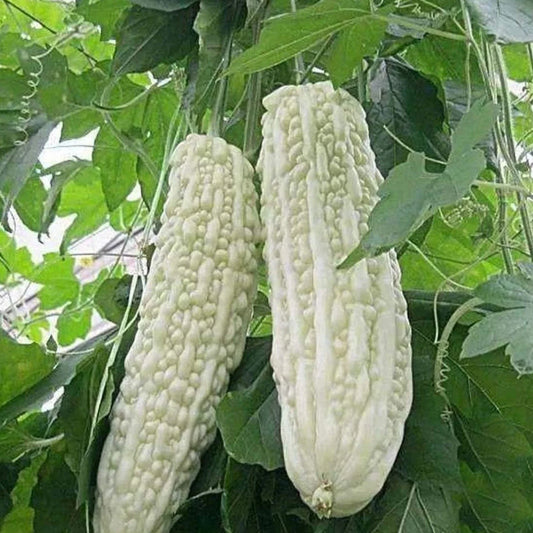 15pcs White Pearl Bitter Gourd Seeds - Heirloom Balsam Pear Melon (Momordica charantia)