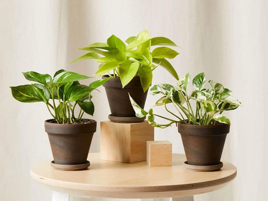 Rooted House Plant Starter Variations - 3" to 12" - Ideal for Home Gardening - Perfect for Beginners - Indoor Plants