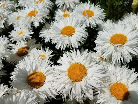 Daisy Seeds - CRAZY DAISY Shasta - Unique Frilly White Flowers - Non-GMO - 100 Seeds - Perennial