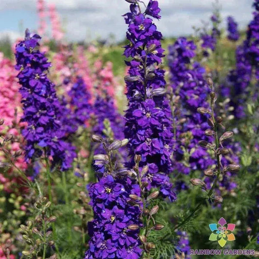 Delphinium Seeds 200+ Pack Lilac Spire Garden Planting Seeds (Delphinium elatum) - USA