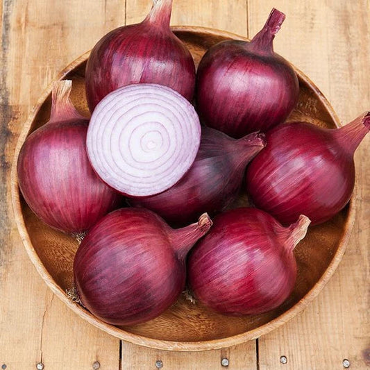 Redwing Onion Seeds 500+ Pack for Garden Planting - Allium cepa - USA Grown, Non-GMO, Free Shipping