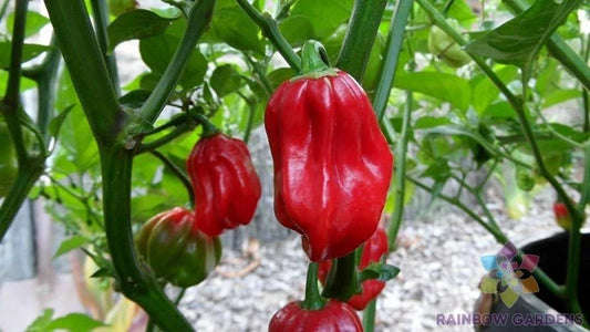 Aji Chombo Hot Pepper Seeds - 25+ Count - Ideal for Garden Planting - Capsicum chinense - USA Grown