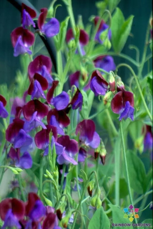 Wild Annual Sweet Pea Seeds - 50+ Pack - Garden Planting - Lathyrus odoratus - USA