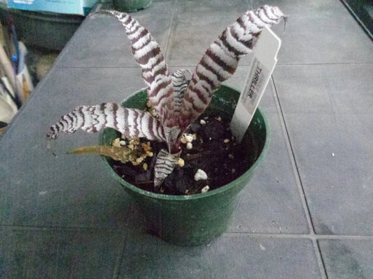 Cryptanthus Thriller Rooted Pup Earth Star Bromeliad - Bare Root Plant