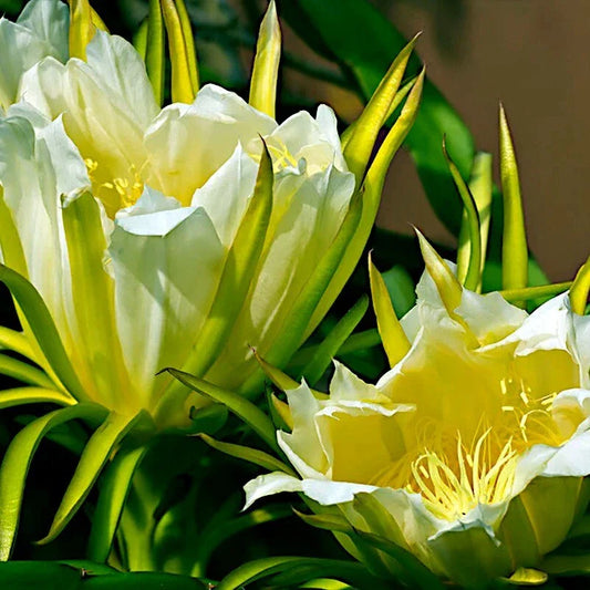 White Dragon Fruit Seeds - H. Undatus - Pitahaya Strawberry Pear Cactus Vine - Tropical Fruit Gardening