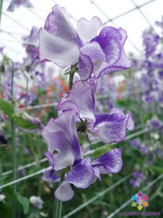 Night Sky Sweet Pea Seeds - 50+ Pack for Garden Planting - Lathyrus odoratus - USA, Free Shipping