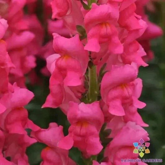 Snapdragon Seeds - 1000+ Potomac Dark Pink - Antirrhinum majus - Garden Flower Seeds - USA Grown