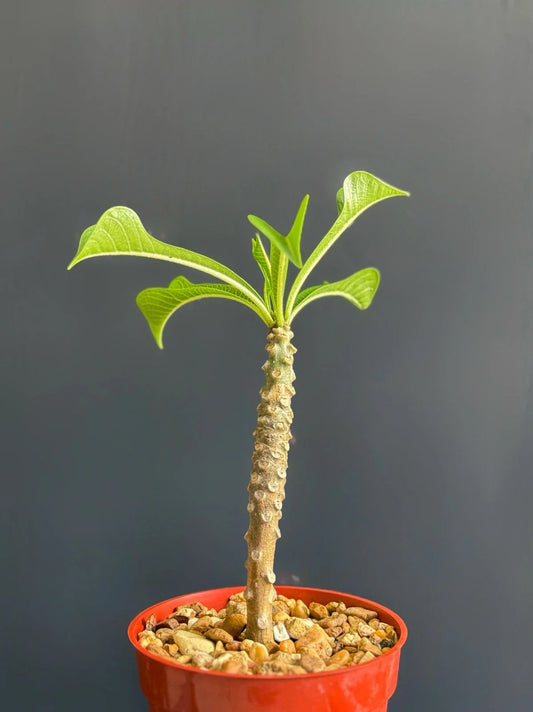 Plumeria Pudica Wedding Bouquet Plant - Tropical White Flowering Specimen in 4" Pot - Frangipani