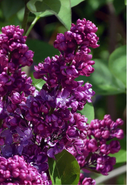 Congo Lilac Starter Plant 4-8” Well Rooted Syringa Vulgaris - Fragrant Purple Flowers
