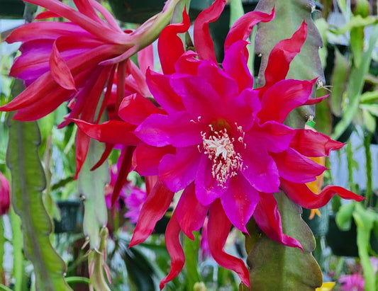 Epiphyllum 'Foxy Lady' Unrooted Cutting - Rare Orchid Cactus - Tropical Houseplant Cutting - Unique Succulent Variety